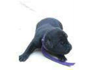 Labrador Retriever Puppy for sale in Raleigh, NC, USA
