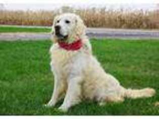 Golden Retriever Puppy for sale in Lyons, OH, USA