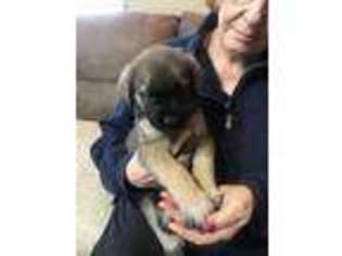Mastiff Puppy for sale in Evart, MI, USA