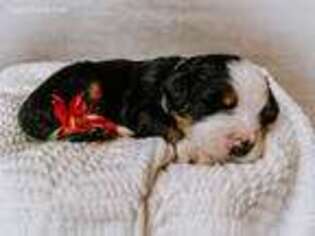 Bernese Mountain Dog Puppy for sale in Grandview, IN, USA