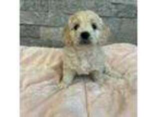 Mutt Puppy for sale in Bentonville, AR, USA