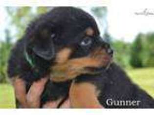 Rottweiler Puppy for sale in Milwaukee, WI, USA