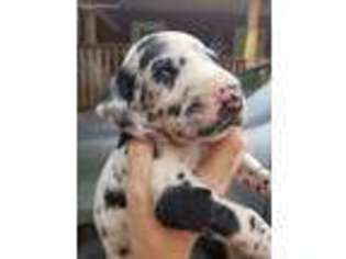 Great Dane Puppy for sale in Henagar, AL, USA