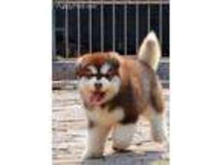 Siberian Husky Puppy for sale in Bolivar, MO, USA