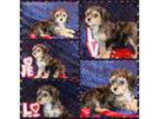 Cavapoo Puppy for sale in Cambridge, MN, USA
