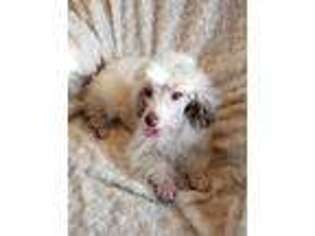 Mutt Puppy for sale in Yakima, WA, USA