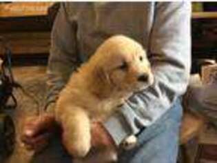 Golden Retriever Puppy for sale in Byron, NY, USA