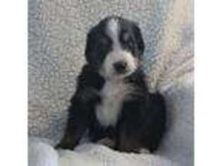 Bernese Mountain Dog Puppy for sale in Winesburg, OH, USA