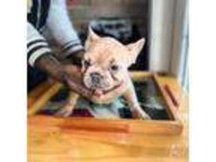 French Bulldog Puppy for sale in Columbia, PA, USA