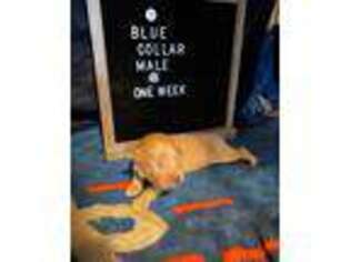 Golden Retriever Puppy for sale in San Bernardino, CA, USA
