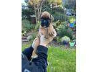 Boxer Puppy for sale in Rocklin, CA, USA