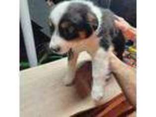 Miniature Australian Shepherd Puppy for sale in Baldwinsville, NY, USA