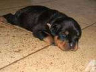 Rottweiler Puppy for sale in LEXINGTON, NC, USA