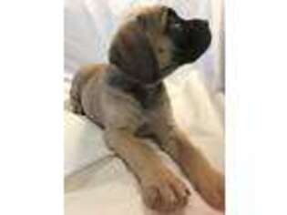Cane Corso Puppy for sale in Mariposa, CA, USA