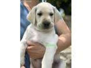 Labrador Retriever Puppy for sale in Chariton, IA, USA