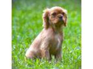Cavalier King Charles Spaniel Puppy for sale in Kountze, TX, USA
