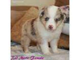 Miniature Australian Shepherd Puppy for sale in Mabank, TX, USA