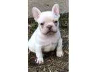 French Bulldog Puppy for sale in Chesterfield, VA, USA