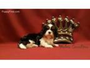 Cavalier King Charles Spaniel Puppy for sale in Edgewood, MD, USA