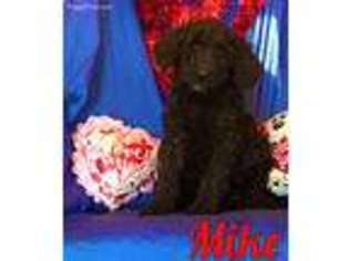 Mutt Puppy for sale in Byron, MI, USA
