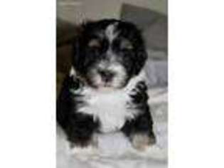 Havanese Puppy for sale in Swampscott, MA, USA