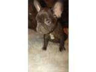 French Bulldog Puppy for sale in Pembroke Pines, FL, USA