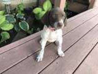 German Shorthaired Pointer Puppy for sale in Pagosa Springs, CO, USA