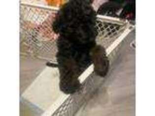 Black Russian Terrier Puppy for sale in Panorama City, CA, USA