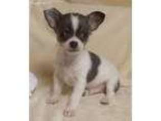 Chihuahua Puppy for sale in Lancaster, OH, USA