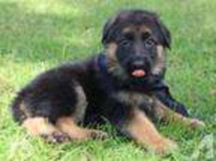 German Shepherd Dog Puppy for sale in DUNNELLON, FL, USA
