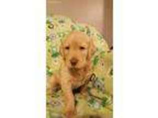 Labradoodle Puppy for sale in Coldwater, OH, USA