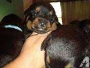 Rottweiler Puppy for sale in OKLAHOMA CITY, OK, USA