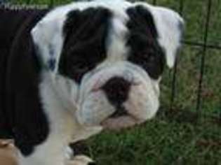 Bulldog Puppy for sale in Coldwater, MS, USA