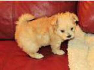 Mi-Ki Puppy for sale in Palestine, TX, USA