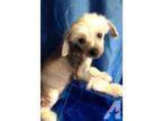 Yorkshire Terrier Puppy for sale in BONHAM, TX, USA