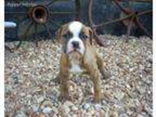American Bulldog Puppy for sale in West Plains, MO, USA