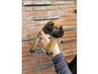 Boerboel Puppy for sale in Oregon City, OR, USA