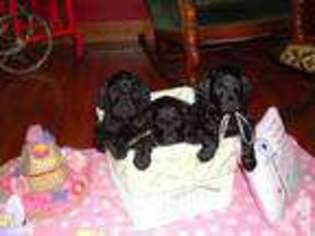 Labradoodle Puppy for sale in COLUMBUS GROVE, OH, USA