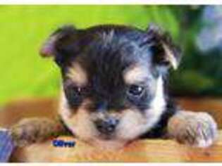 Mutt Puppy for sale in Sheridan, MI, USA