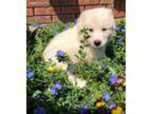 Great Pyrenees Puppy for sale in Houston, TX, USA