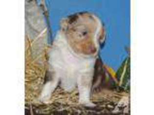 Australian Shepherd Puppy for sale in WEST POINT, IA, USA