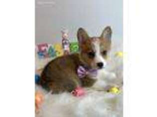 Pembroke Welsh Corgi Puppy for sale in Sawyer, OK, USA