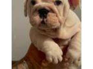 Bulldog Puppy for sale in Rossford, OH, USA
