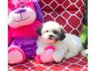 Mal-Shi Puppy for sale in Cincinnati, OH, USA