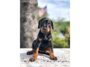 Doberman Pinscher Puppy for sale in Milton, WI, USA