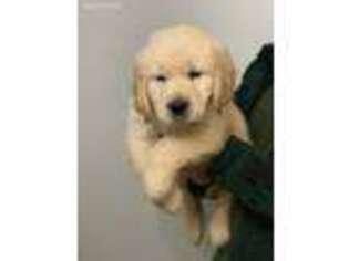 Golden Retriever Puppy for sale in Ider, AL, USA