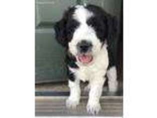 Labradoodle Puppy for sale in Locust Grove, VA, USA