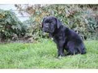 Cane Corso Puppy for sale in Newmanstown, PA, USA