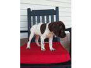 German Shorthaired Pointer Puppy for sale in Millersburg, OH, USA