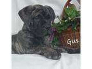 Bullmastiff Puppy for sale in Stanley, NY, USA